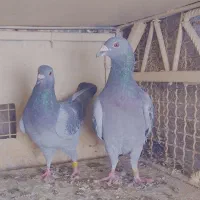 نرماده کوهی مسافتی|پرنده|شنبه و طسوج, |دیوار