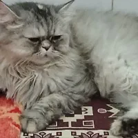 گربه خونگی نژاد دار|گربه|قم, ولیعصر|دیوار