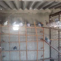 کبوتر پرشی