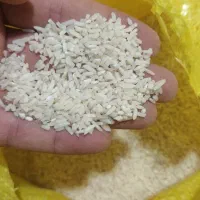 برنج هاشمی و شیرودی