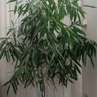 گل بنجامین امستل|گل و گیاه طبیعی|مشهد, رسالت|دیوار