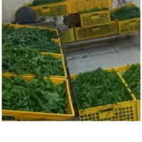 نیازمند فروشنده خانم جهت کار در محیط زنانه