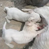 یک سکه ماده به همراه توله