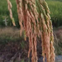 شلتوک درجه یک