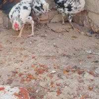 5عدد خروس گلین اصیل|حیوانات مزرعه|گل تپه, |دیوار