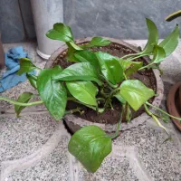 فروش گل طبیعی حراج
