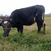 تلیسه هولشتاین