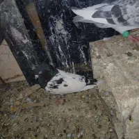 ۰۰۰۰۰|گربه|جبالبارز, |دیوار