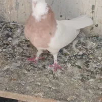 کفتر یا کبوتر