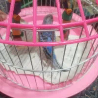 پرندگان|پرنده|رشت, حافظ آباد|دیوار