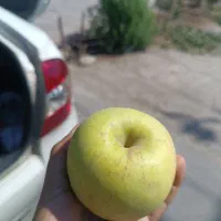 سیب پاییزه مراغه شیرین و آبدار
