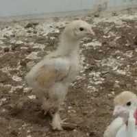 فروش مرغ وجوجه