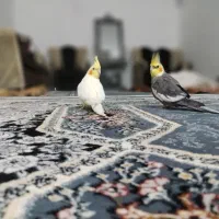 یک جفت عروس نر و ماده جوان