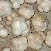 سیر طبیعی و اورگانیک