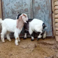 بزغاله نروماده|حیوانات مزرعه|بیرانوند, |دیوار