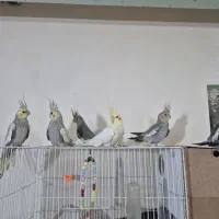 عروس هلندی جوجه جفت مرغ عشق فنچ کوتوله
