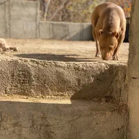 ماده پیت بول یک ساله