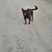 سگفندی|سگ|محمدبار, |دیوار