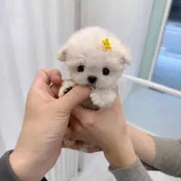 توله فسقلی سگ ۲۹۰۰