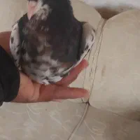 خال سیاه ماده