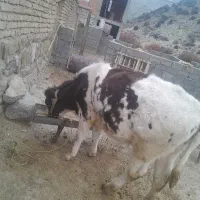 گوساله یک ساله نژاد آمریکایی ماده قیمت 80 ملیون