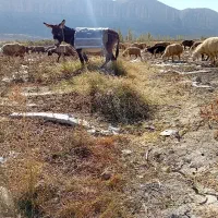 خر الاغ گله ای جوان