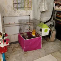 یه جفت طوطی عروس هلندی مولد با جوجه