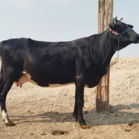 گاو خارجی ابستن شادگان