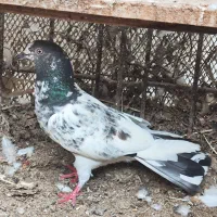 طوقی.شیخ.سیاه بوشهری|پرنده|بندر گناوه, |دیوار