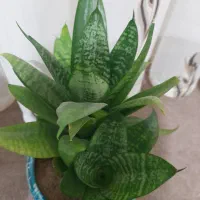 همگی باهم ۴۵۰