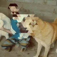 واگذاری سامویید ماده|سگ|زرگرشهر, |دیوار