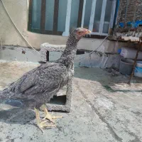 خروس گلین و مرغ لاری|حیوانات مزرعه|شیراز, کوشک میدان|دیوار