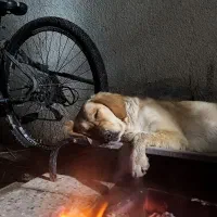 گلدن رتریور اصل