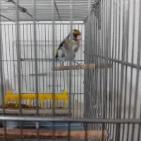 سهره جوجه قفس