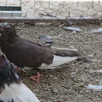 1جفت زاغ آماده تخم با 1پشتی سرخ ماده پاپر|پرنده|مشهد, کلاته برفی|دیوار