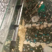 آکواریوم ماهی|ماهی|مشهد, ثامن|دیوار