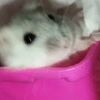 همستر وینتر وایت