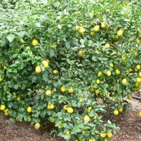 باغ،زمین باغی باغ شهری کشاورزی