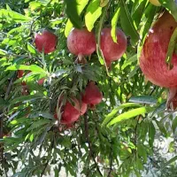 ارائه بهترین انارقلعه چم هم مجلسی هم مصرفی وآبگیری