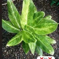 گیاهان اپارتمانی