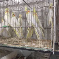 جفت‌های مولداصلاح نژادارمنستانی تضمینی آیهان