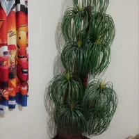 درختچه تزئینی شیک