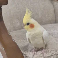 عروس هلندی|پرنده|تهران, باغ فیض|دیوار