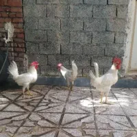 حیوانات اهلی