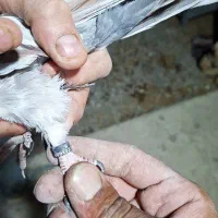 (کبوتر پرشی ساعتی) .دمگیر.|پرنده|اصفهان, ارزنان|دیوار