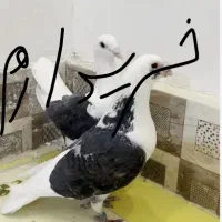 مجسمه کبوتر