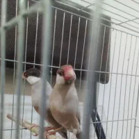 جفت نرگسی شکلاتی|پرنده|تهران, شیخ هادی|دیوار