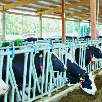 گاوداری از من گاو از شما