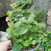 گل یخی و آگلونما میفروشم