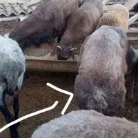 توقلی نر قصابی